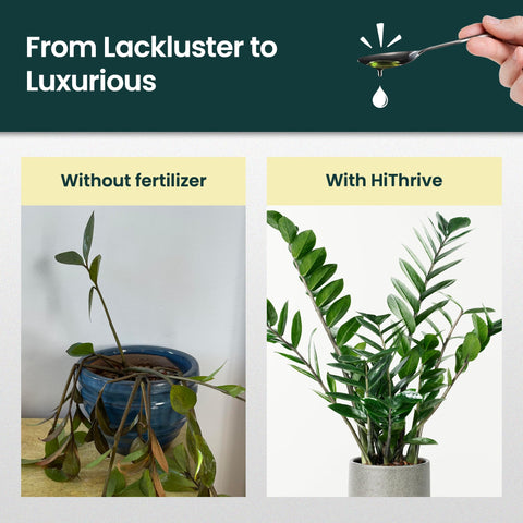 HiThrive ZZ plant leaves appear glossy with regular feeding.