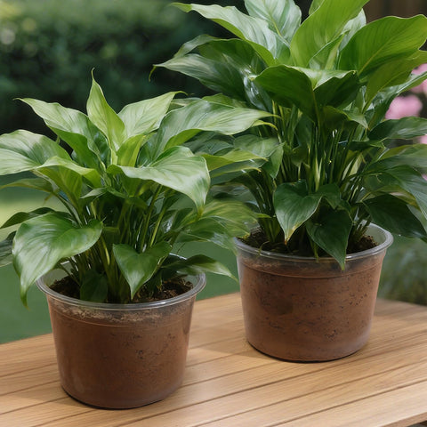 HKKZYT decorative inner-pot option to simplify plant transfers