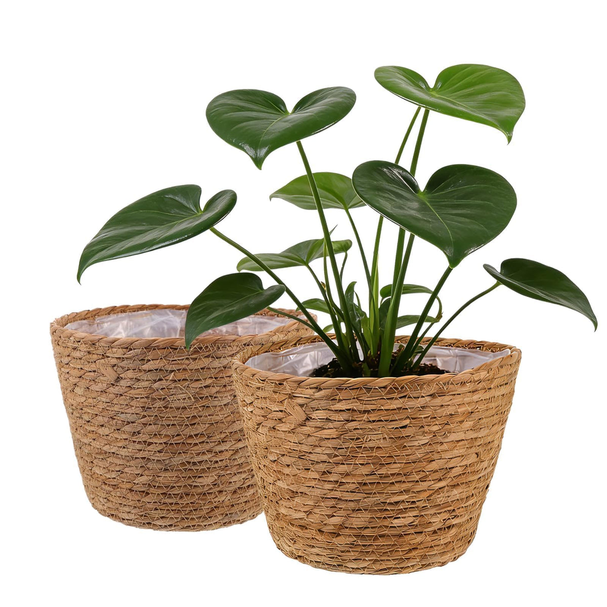 Hoceium wicker plant basket for indoor and outdoor use, ideal for showcasing 6-inch pots.