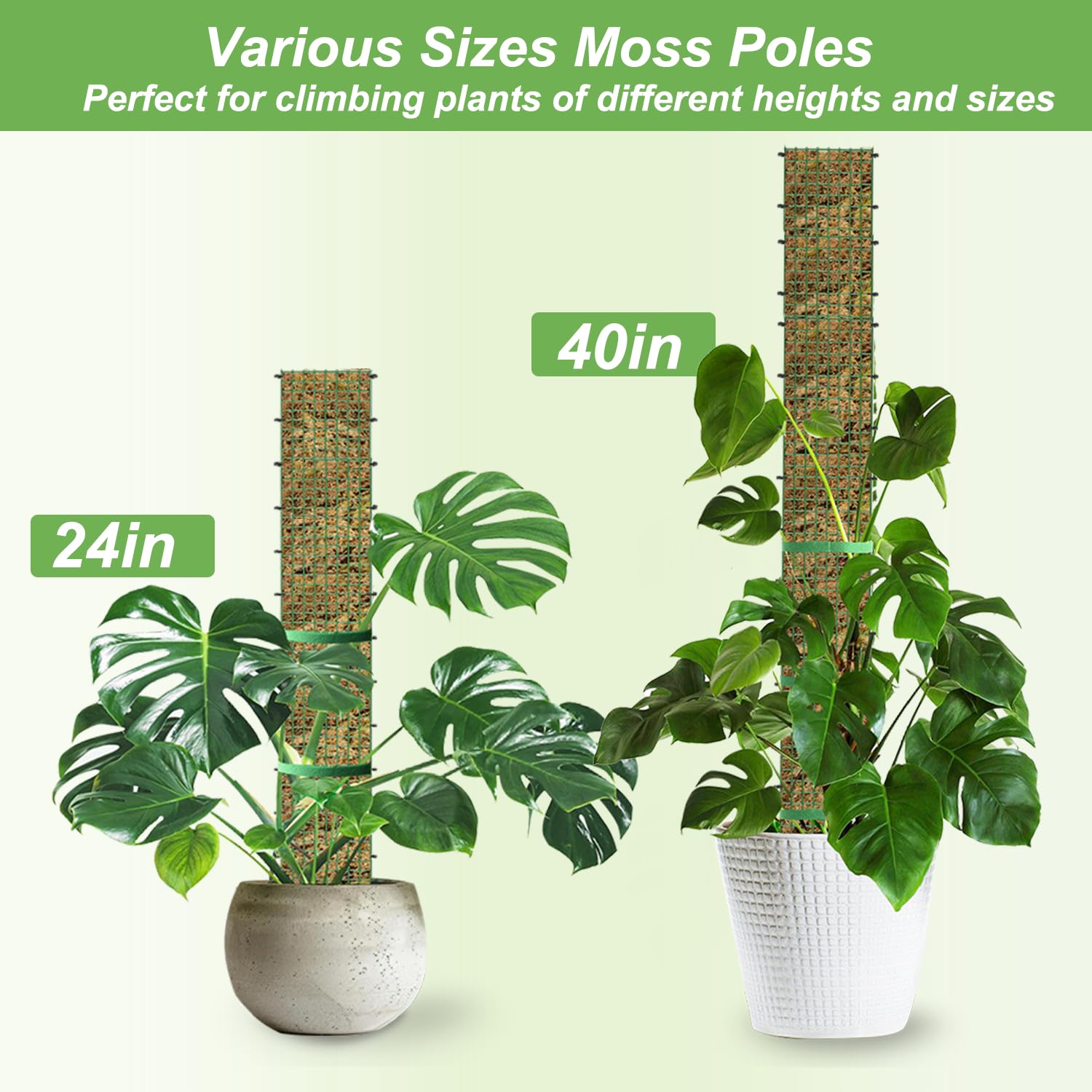 HOLANHING D Shape Moss Pole 40-inch mesh detail shows sturdy construction