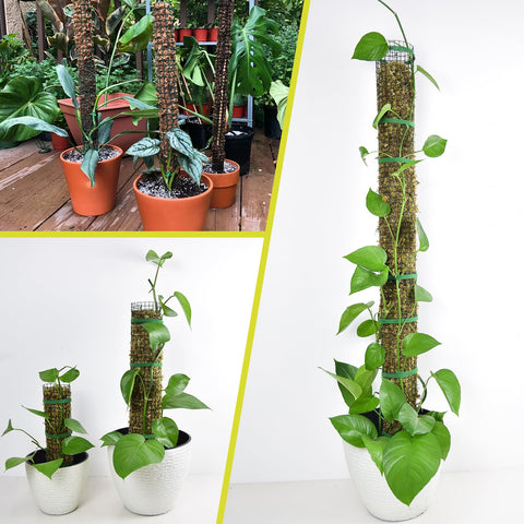 HOLANHING Monstera climbing setup guides leafy growth and space usage.
