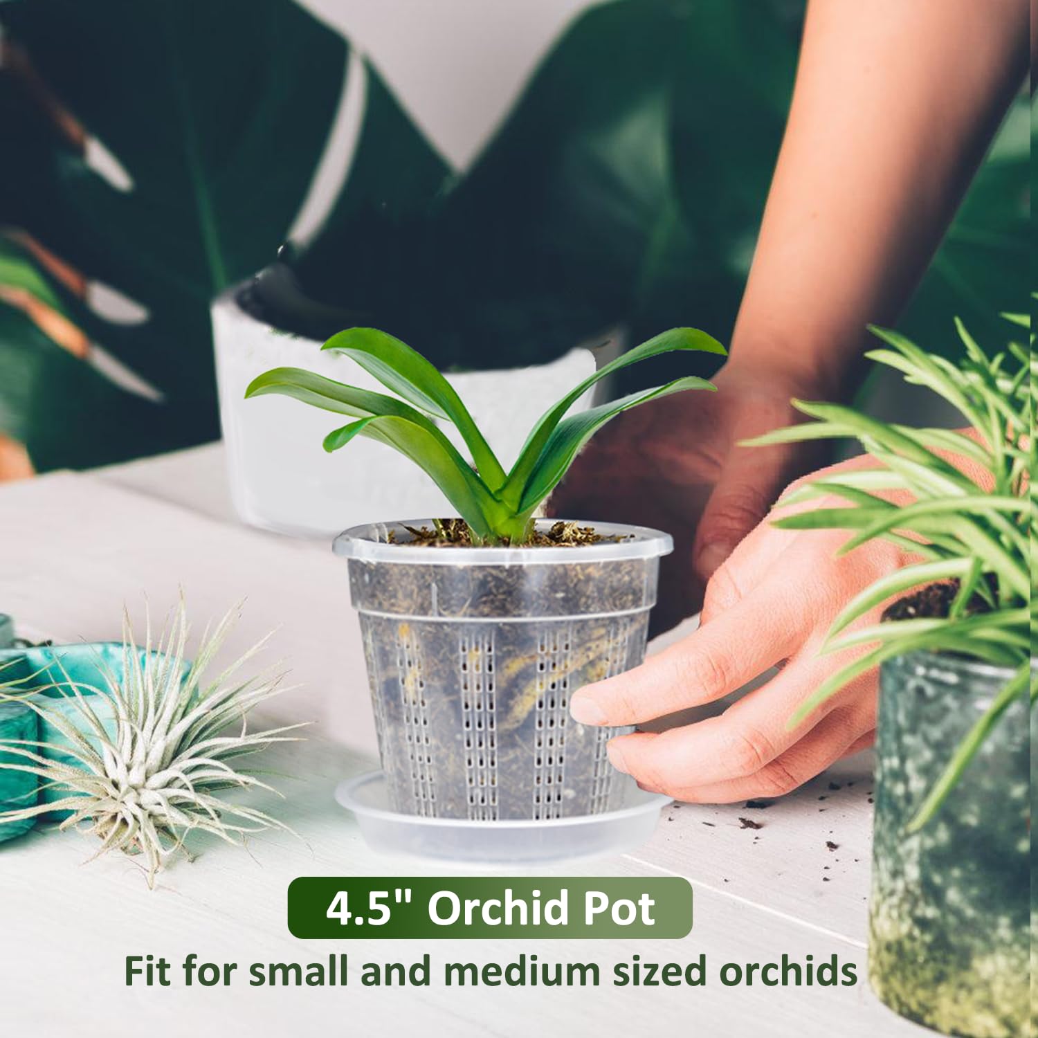 HOLANHING orchid pot clear plastic shows root health and growth.