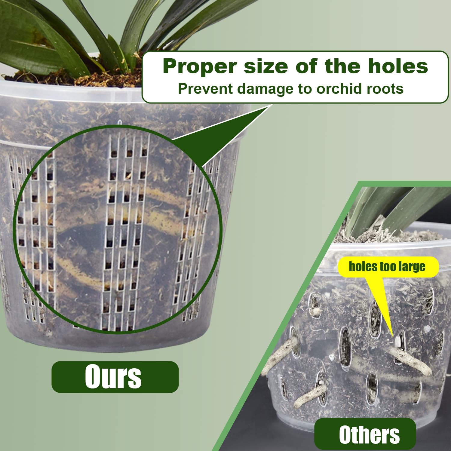 HOLANHING 6.1-inch clear pot with upgraded holes aids root containment.