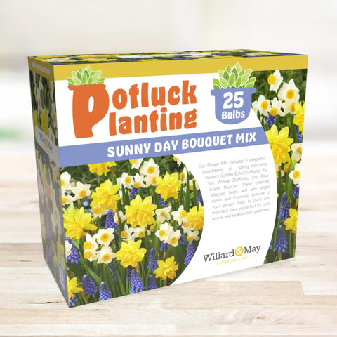 Holland Bulb Farms Golden Echo daffodils brighten a sunlit spring bed