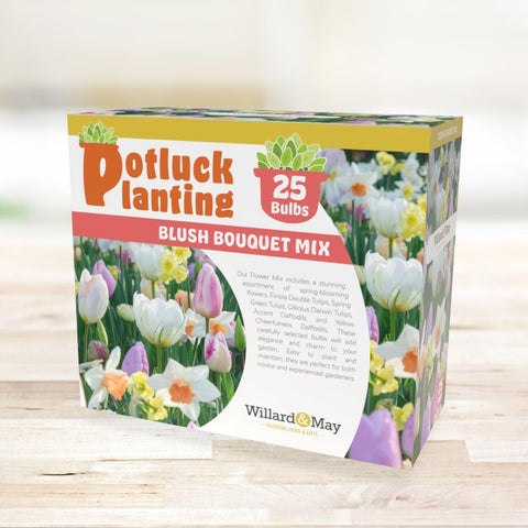 Holland Bulb Farms Ollioules Darwin Hybrid Tulips for dramatic spring blooms.