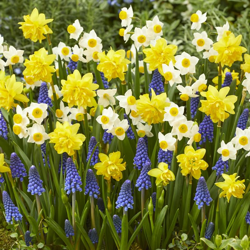 Holland Bulb Farms Potluck planting box cover for easy garden planning