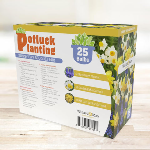 Holland Bulb Farms Rip Van Winkle daffodils form a naturalizing border