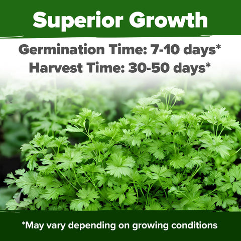 HOME GROWN 1000+ seeds highlight abundant harvest potential for ongoing cilantro supply.