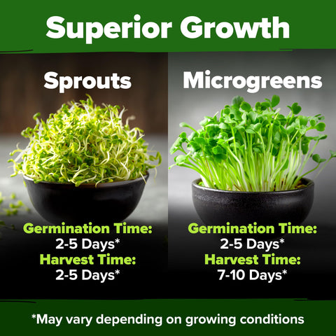 HOME GROWN alfalfa sprout seeds closeup in bulk pack