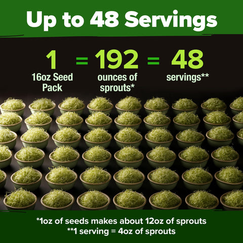 HOME GROWN alfalfa sprouts in jar show quick germination for meals