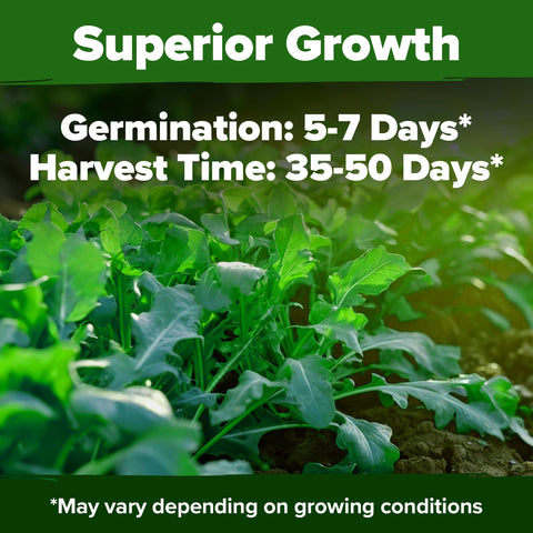 HOME GROWN Arugula seeds attract bees and butterflies for garden biodiversity.