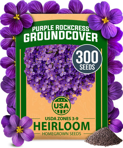 HOME GROWN Aubrieta Rock Cress Purple blooms create vibrant groundcover for rock gardens.