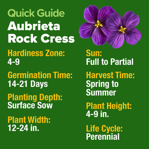 Hanging baskets showcase HOME GROWN Aubrieta Rock Cress Purple's cascading blooms.