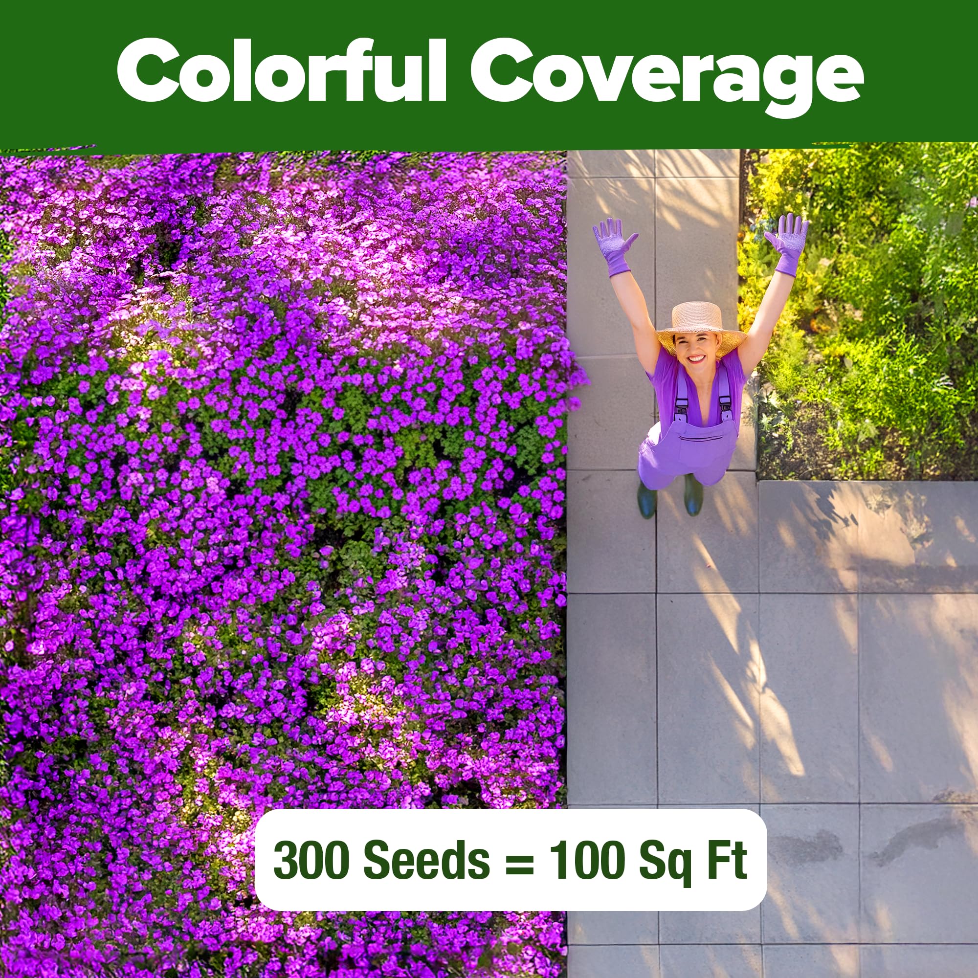 Aubrieta Rock Cress Purple cascades over stones for a living carpet effect.