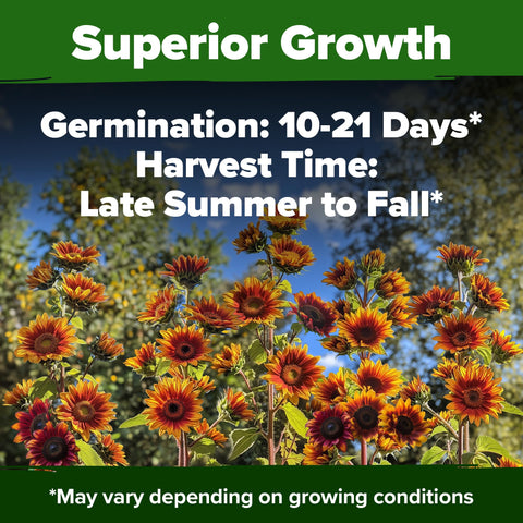 HOME GROWN Autumn Beauty attracts bees and butterflies for a lively garden.