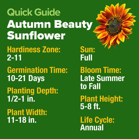 HOME GROWN Autumn Beauty sunflowers at full height, up to eight feet.
