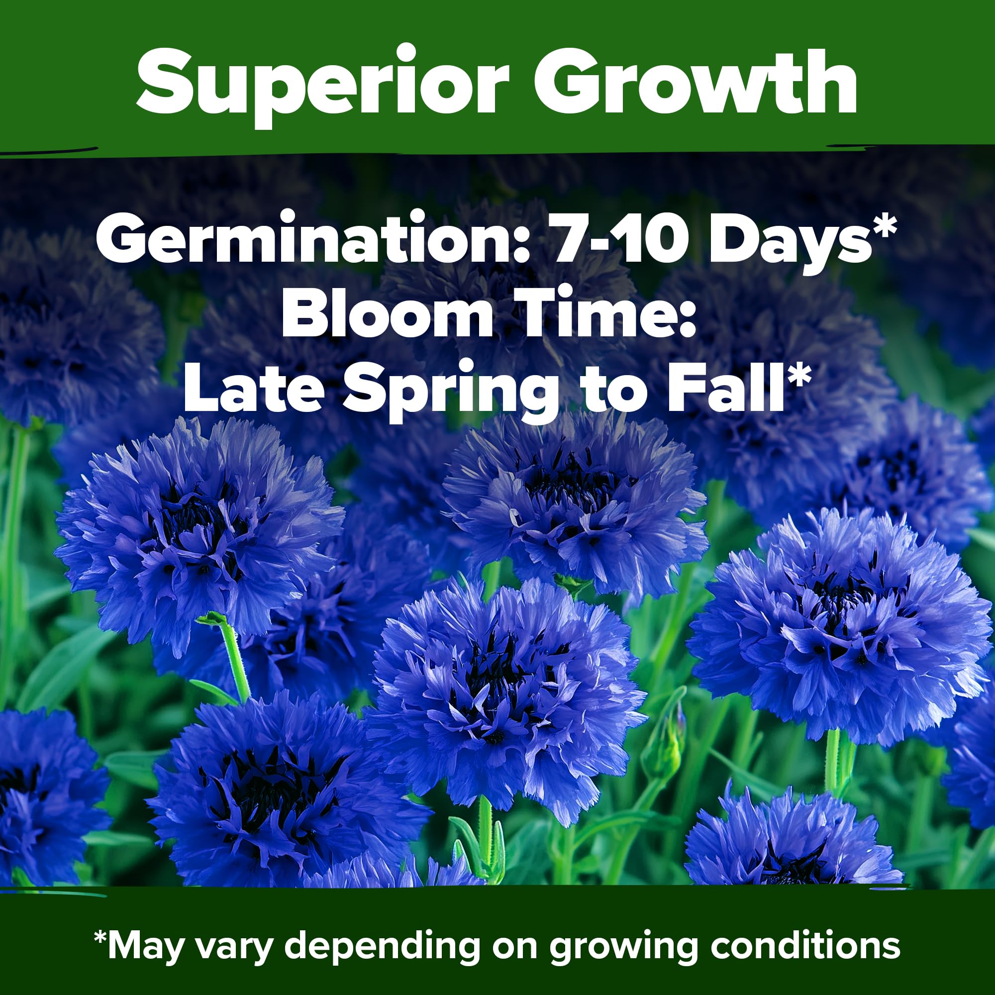 HOME GROWN Bachelor Button Tall Blue in sun delivers long-lasting color through summer.