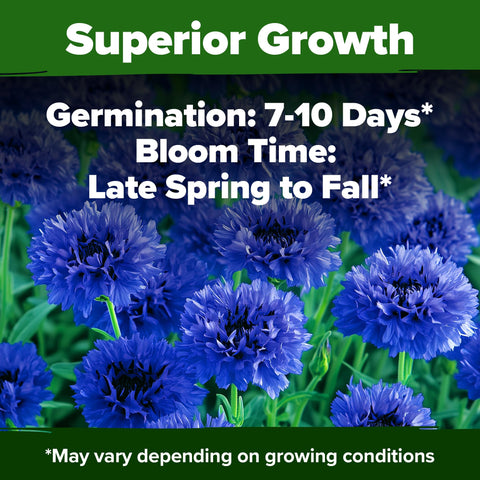 HOME GROWN Bachelor Button Tall Blue in sun delivers long-lasting color through summer.