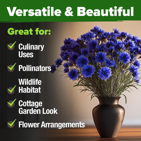 HOME GROWN Bachelor Button Tall Blue dried bouquet option adds natural charm.