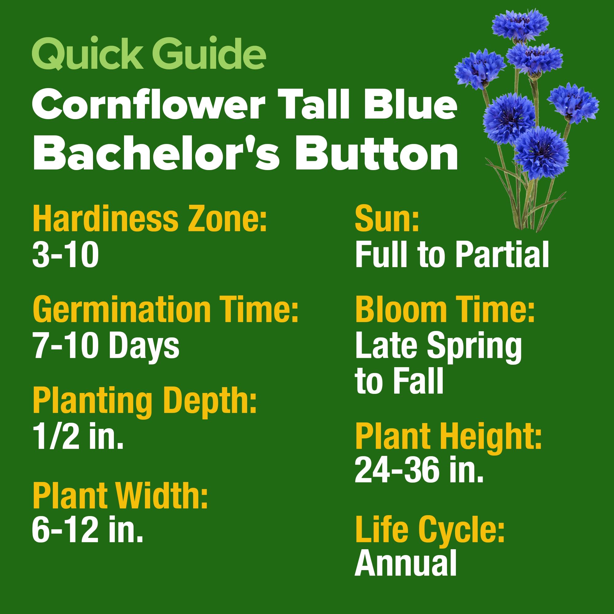 HOME GROWN Bachelor Button Tall Blue petal detail showcases sapphire hues for vibrant garden color.