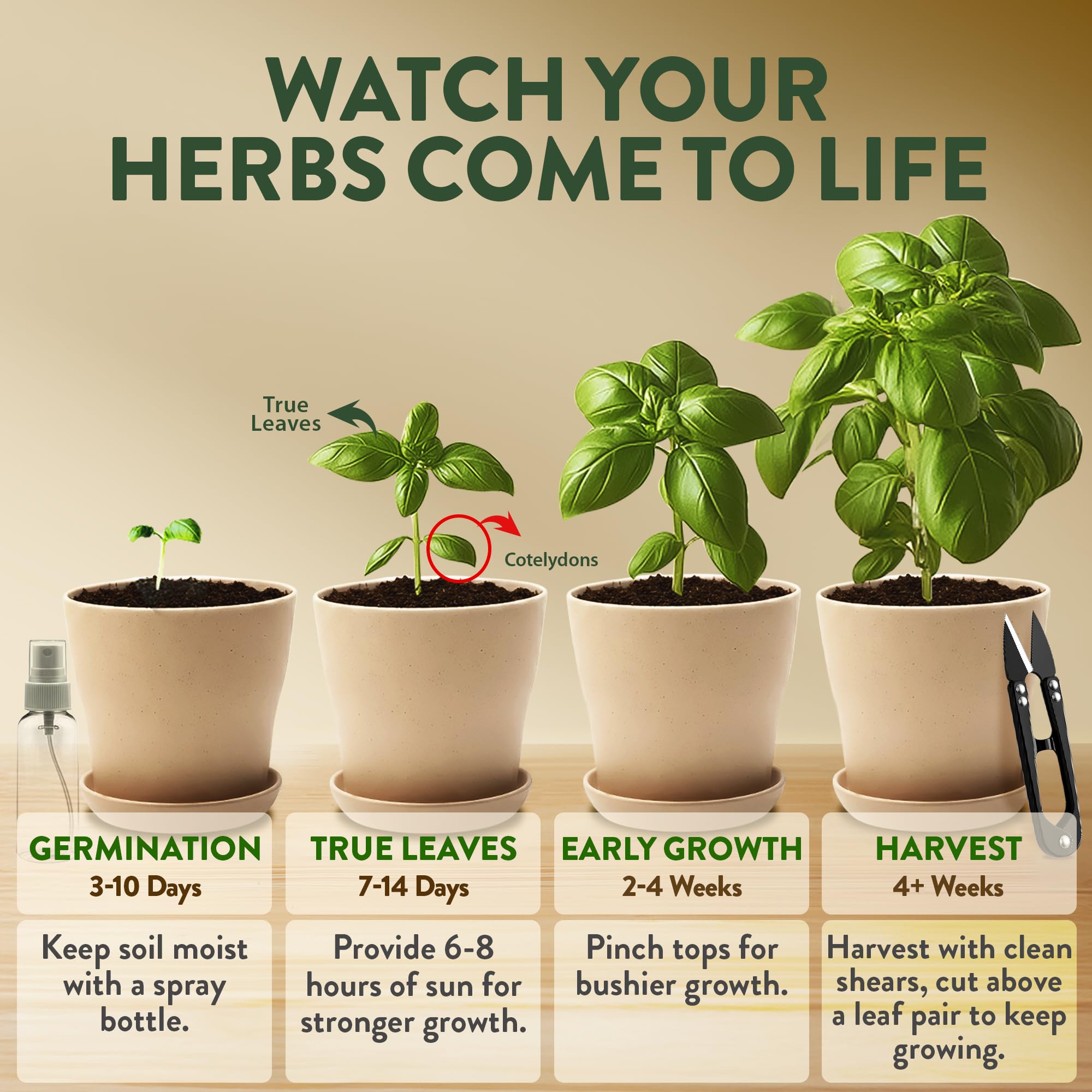 HOME GROWN basil harvest ready from seed inside kit