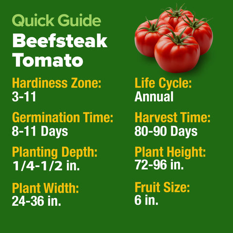 HOME GROWN Beefsteak 600 seeds closeup for easy planting.