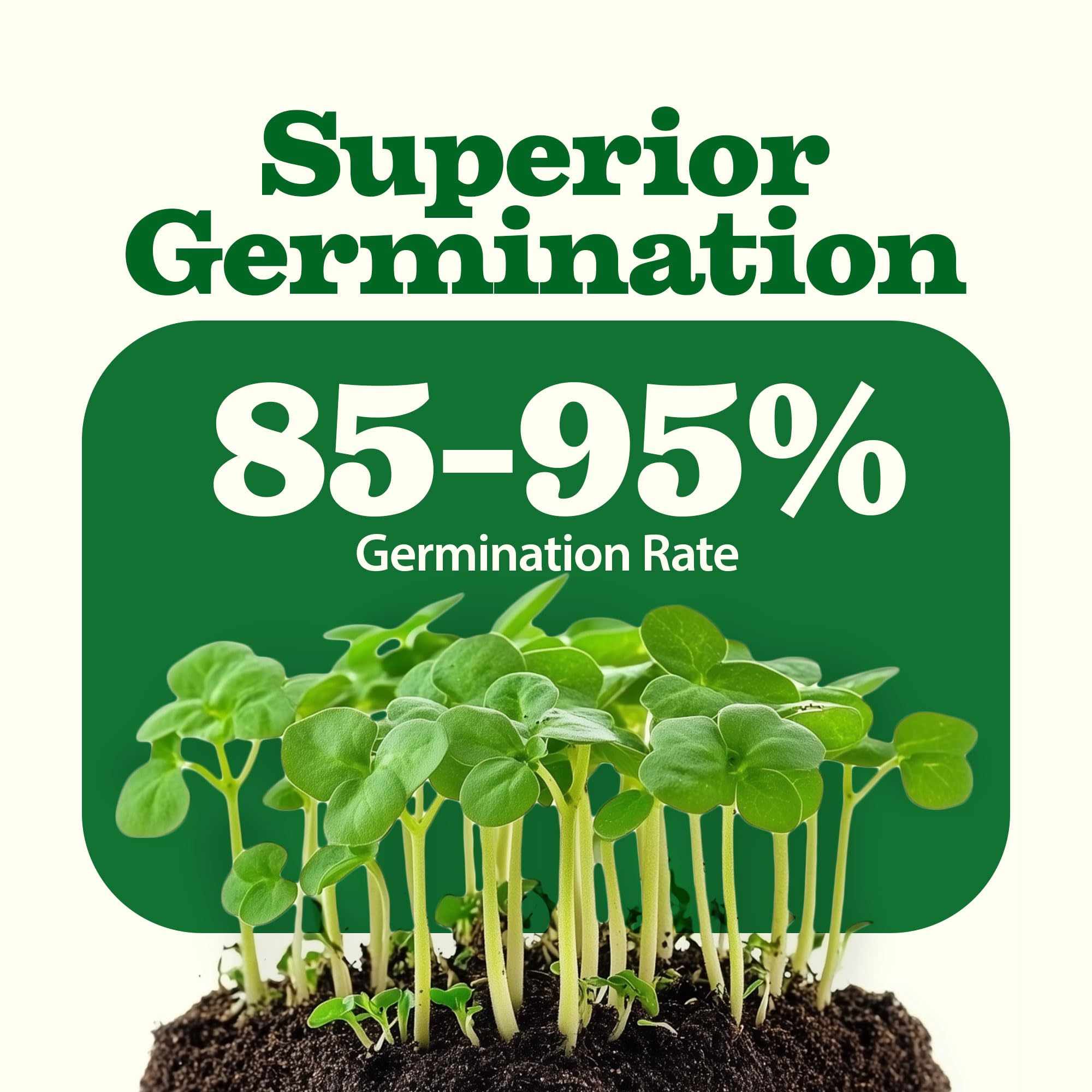 Home-Grown Black Beauty Squash Seeds, versatile squash for roasting or grilling.