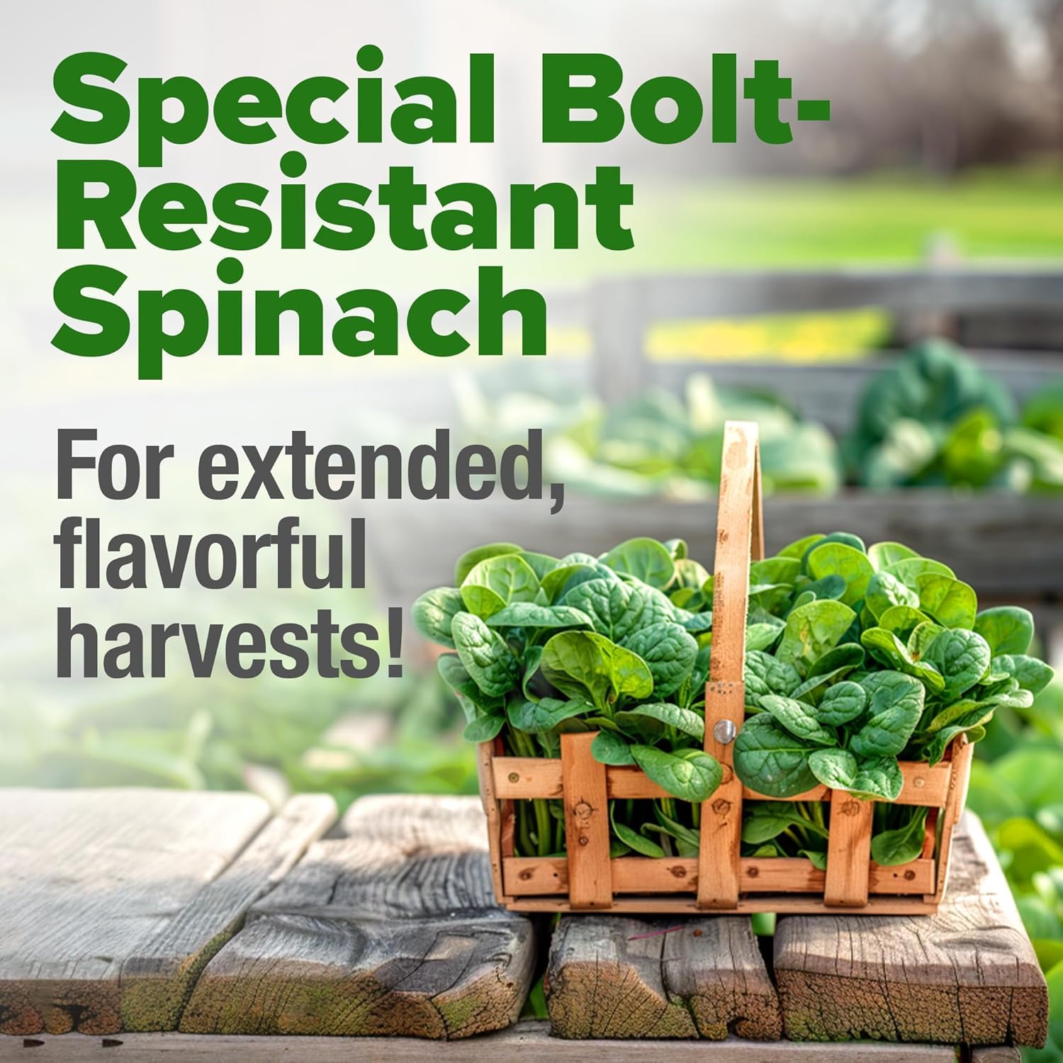 HOME GROWN Bloomsdale spinach hydroponic setup demonstrates year-round greens