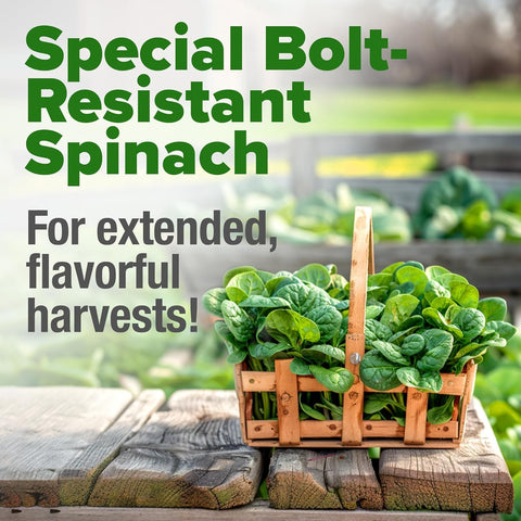 Hydroponic setup with HOME GROWN Bloomsdale spinach seeds for year-round greens.