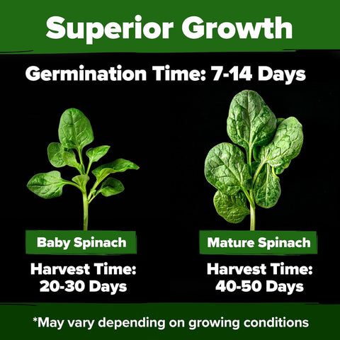 Close-up of HOME GROWN Bloomsdale seed label, non-GMO heirloom variety.