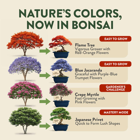 HOME GROWN Bonsai Starter Kit four seed packets ready for four varieties.