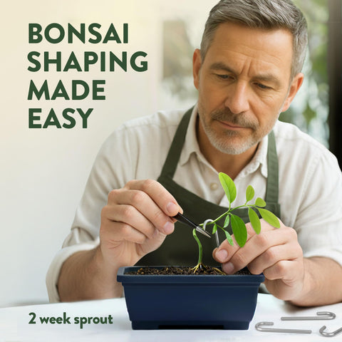 HOME GROWN Bonsai Starter Kit four varieties displaying diverse foliage.