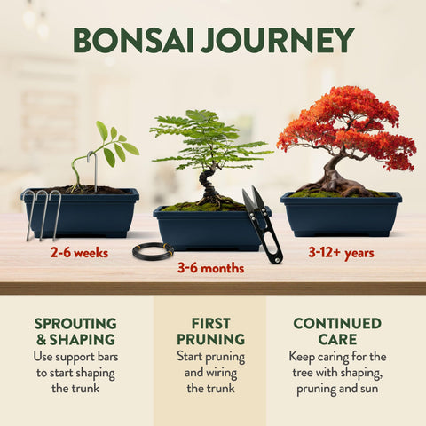 HOME GROWN Bonsai Starter Kit packaging in gift-ready presentation.