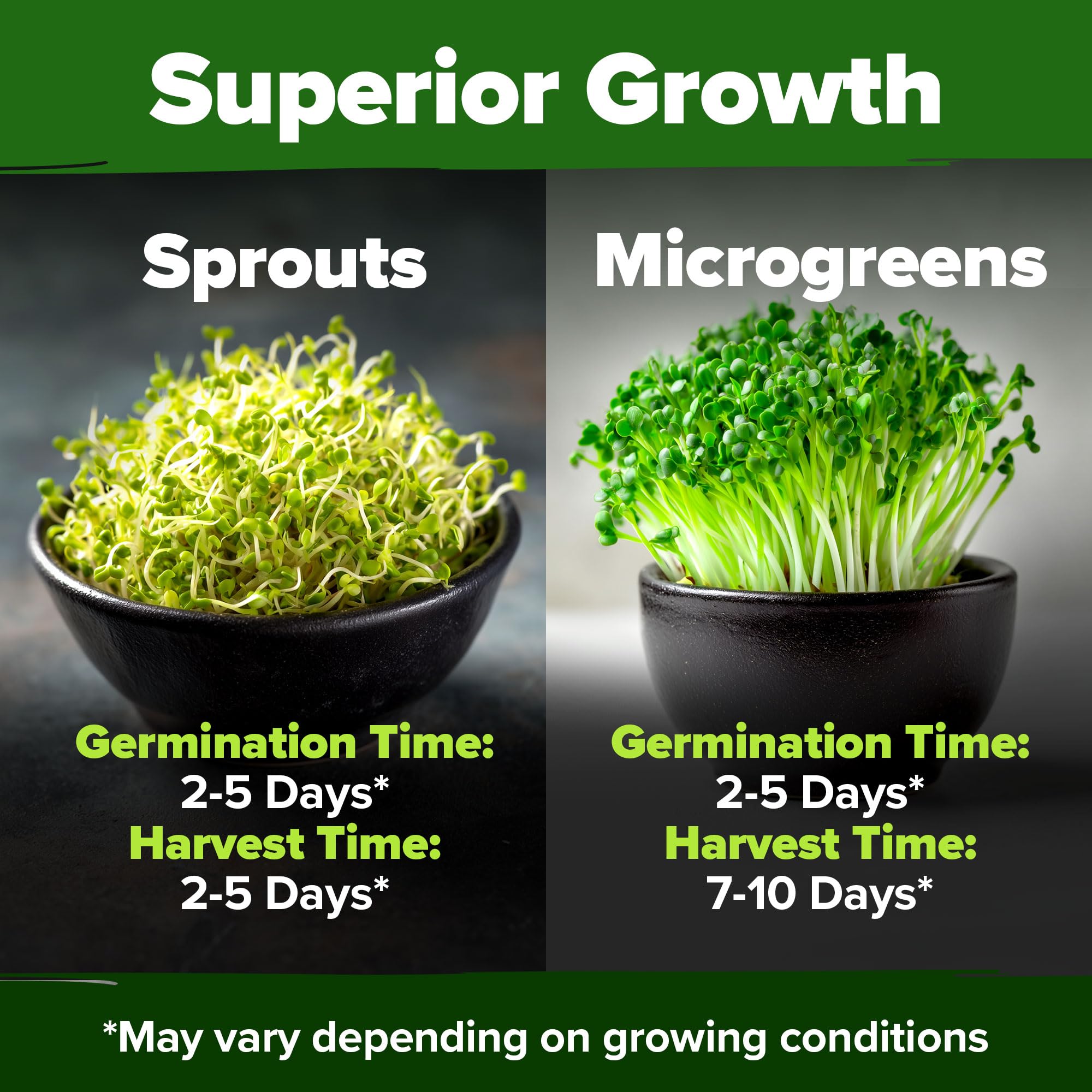 HOME GROWN sprouting-jar setup with broccoli seeds demonstrates easy indoor growth.