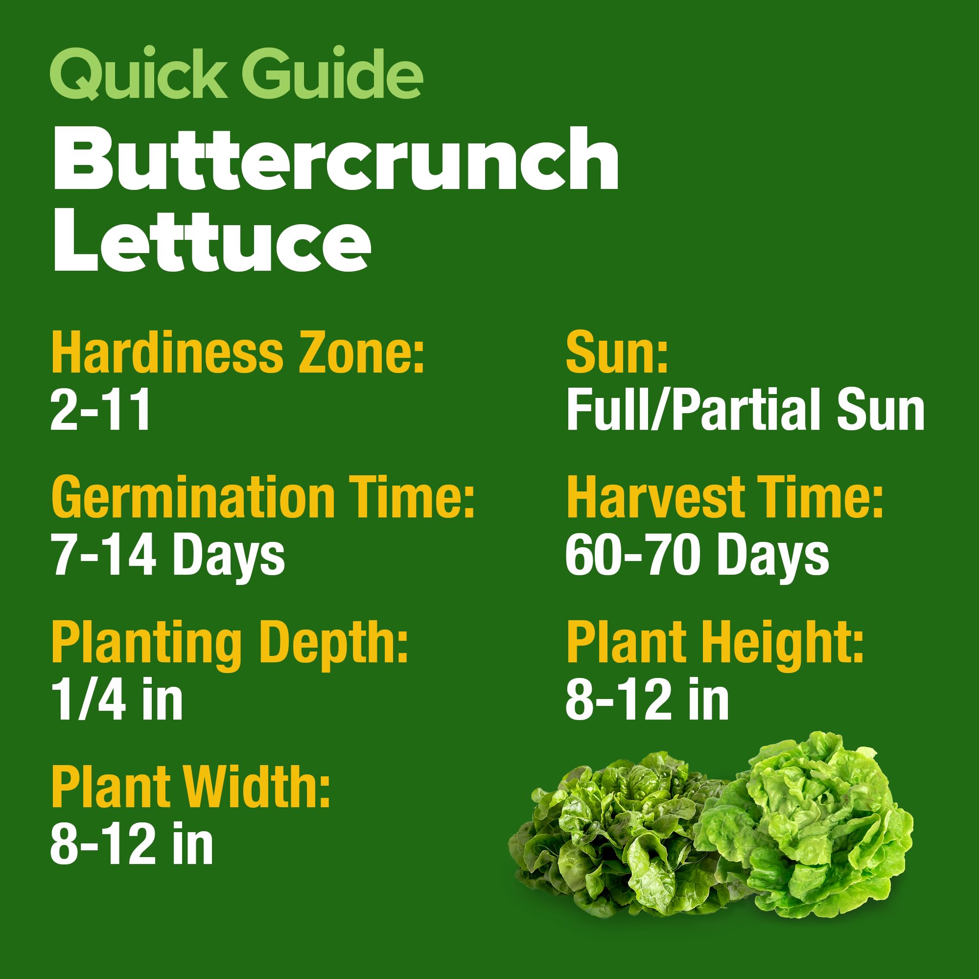 HOME GROWN Buttercrunch bulk seed pack offers long term garden value