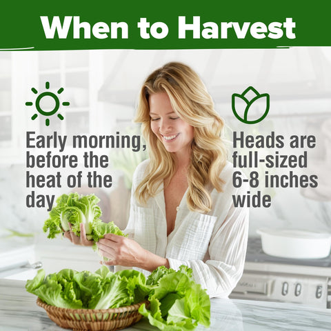 HOME GROWN Buttercrunch lettuce enhances home meals with fresh greens