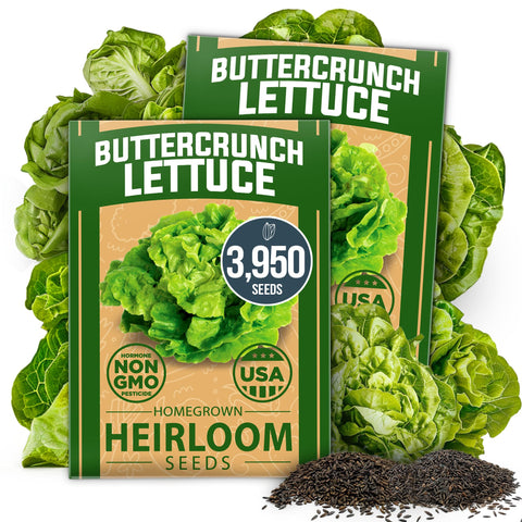 HOME GROWN Buttercrunch lettuce seeds in pack, ideal for indoor hydroponics