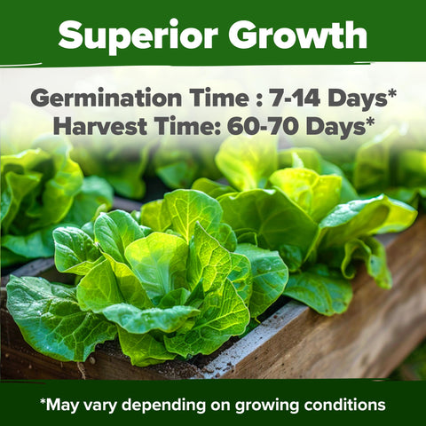 HOME GROWN Buttercrunch seeds germinating rapidly for early harvest in hydroponics