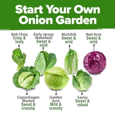 HOME GROWN Copenhagen Market variety seeds for crisp heads and flavorful home harvest