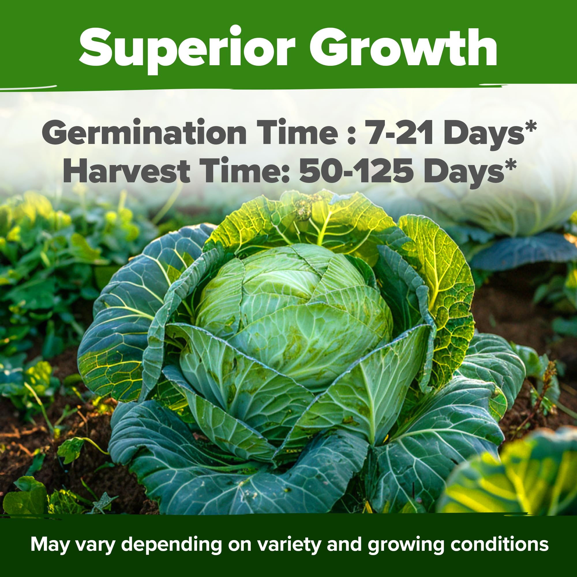 HOME GROWN Early Jersey Wakefield seeds for reliable early cabbage harvests