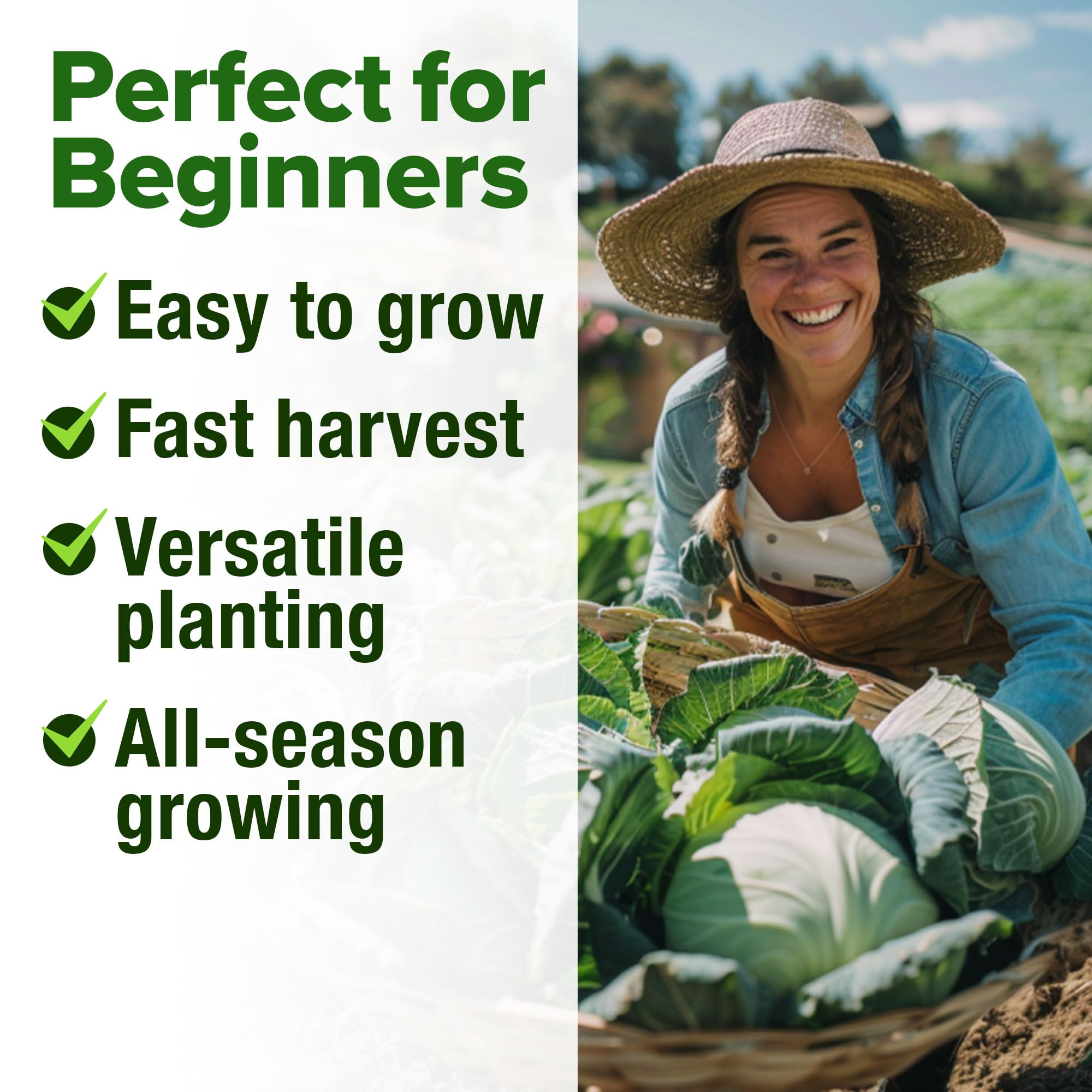 HOME GROWN Michihili seeds for classic Napa cabbage harvest at home