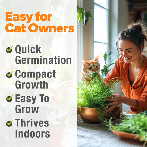 HOME GROWN cat grass seed mix indoors in planter for enrichment and easy care