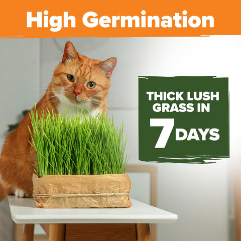 HOME GROWN cat grass seeds bulk shot for easy growing.