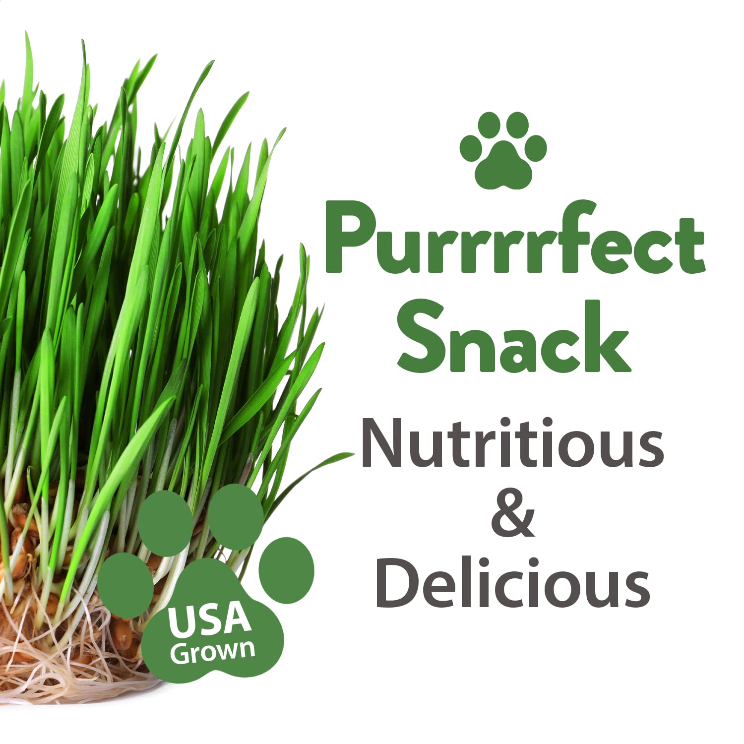 HOME GROWN lemongrass seed mix provides fresh scent enrichment for cats.