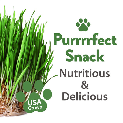 HOME GROWN lemongrass seed mix provides fresh scent enrichment for cats.