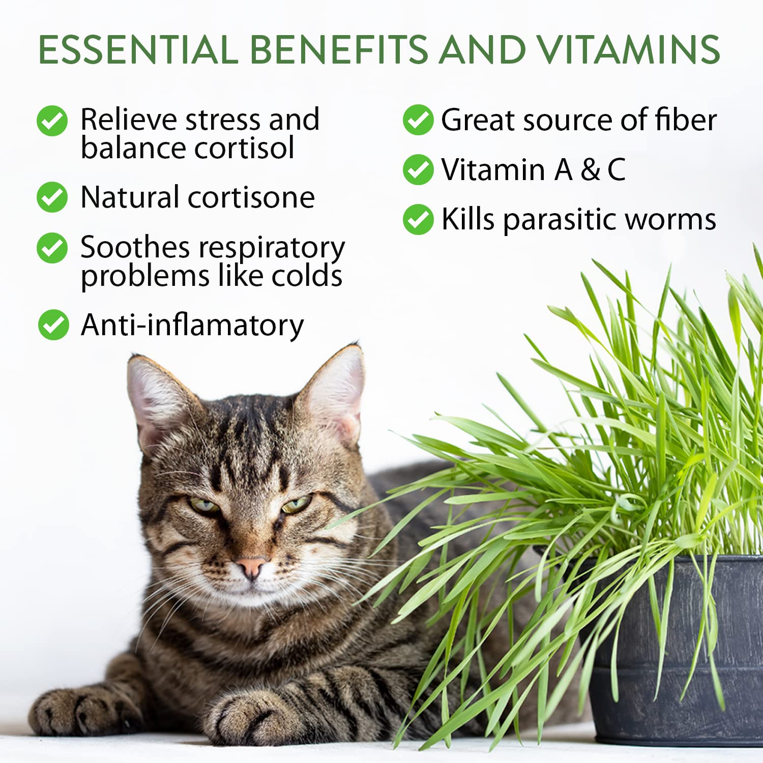 HOME GROWN valerian seed mix offers calming, engaging options for curious cats.