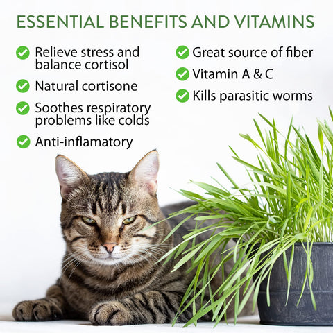 HOME GROWN valerian seed mix offers calming, engaging options for curious cats.