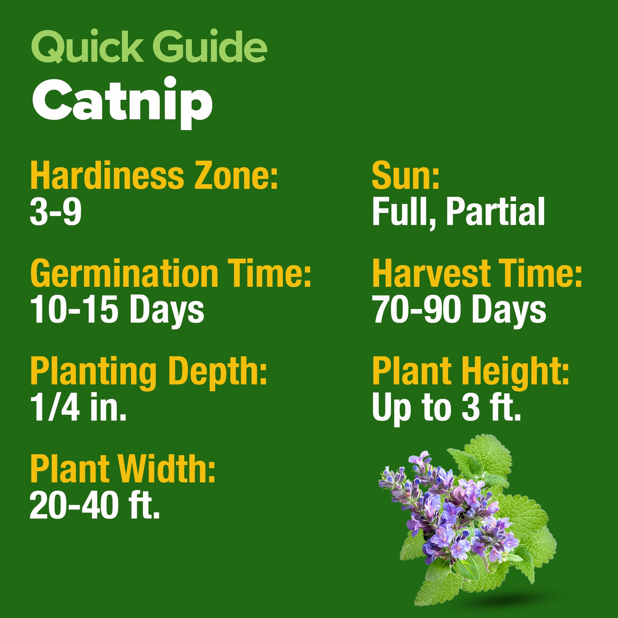 Home Grown catnip seeds with beginner-friendly planting guide.