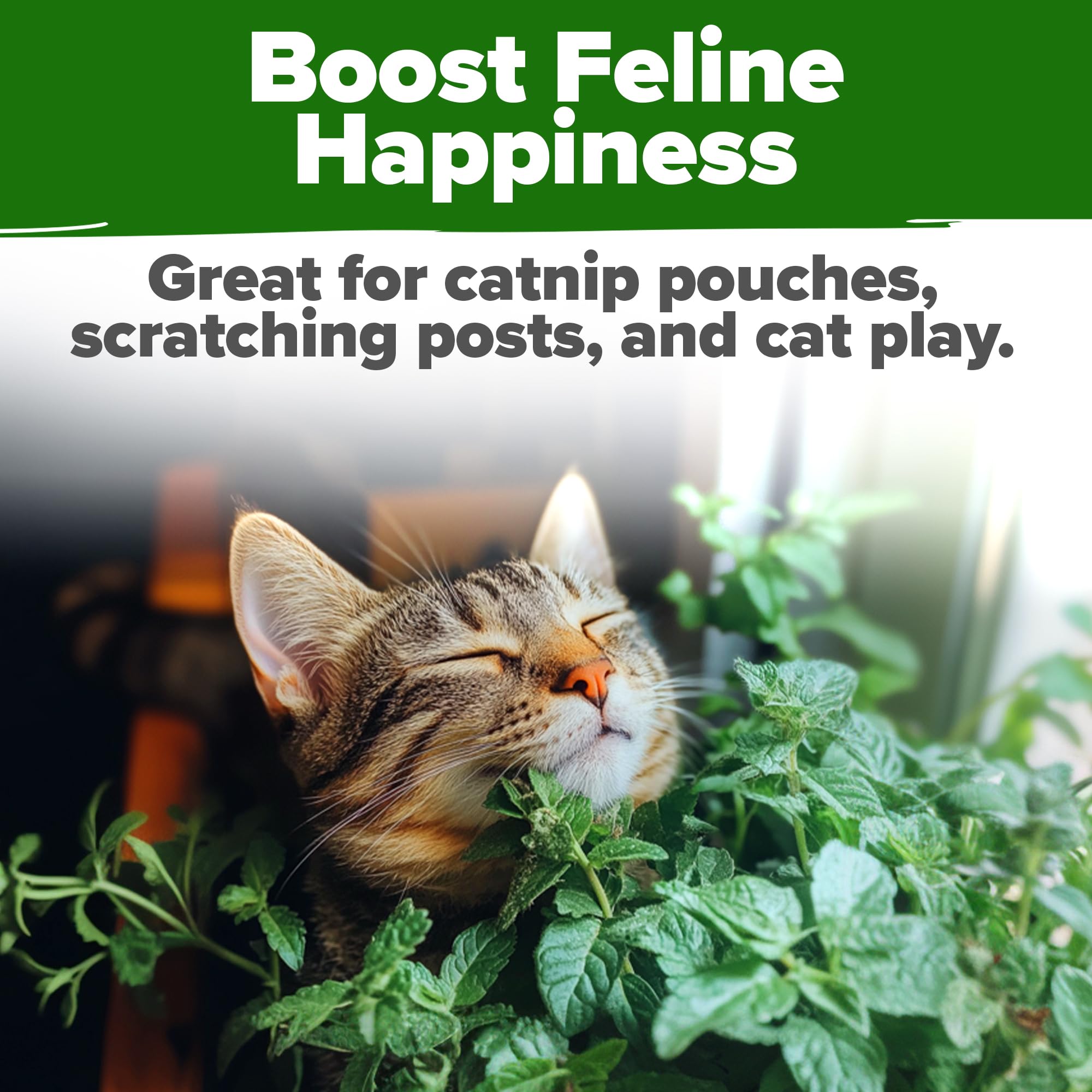HOME GROWN heirloom catnip seeds packaged in USA-sourced, non-GMO seed lot.