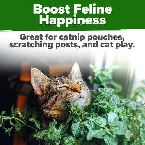 HOME GROWN heirloom catnip seeds packaged in USA-sourced, non-GMO seed lot.